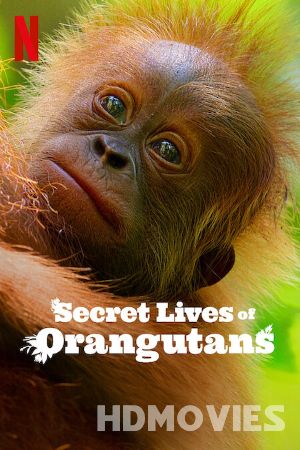 Secret Lives of Orangutans (2024) Hindi Dubbed